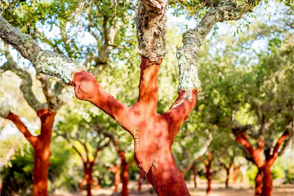 Cork Oak (Quercus Suber)
