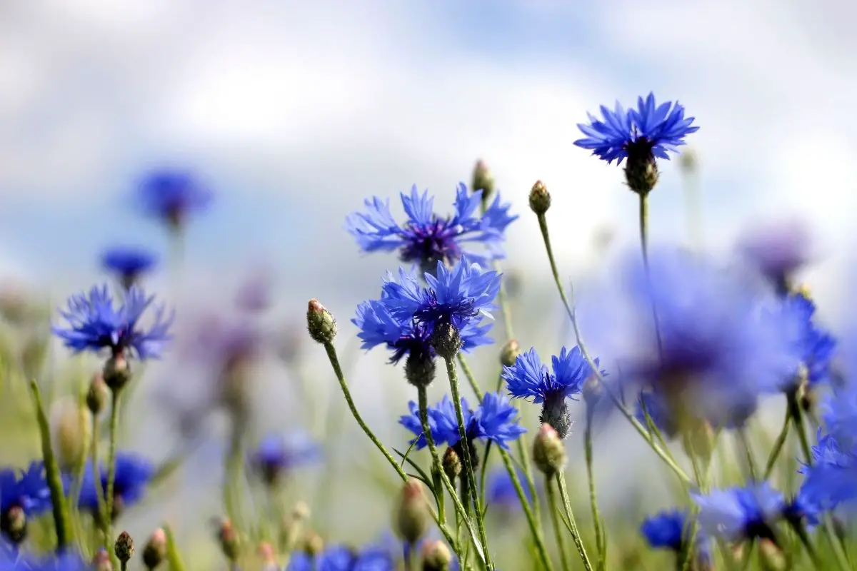 Cornflower Blue Plants