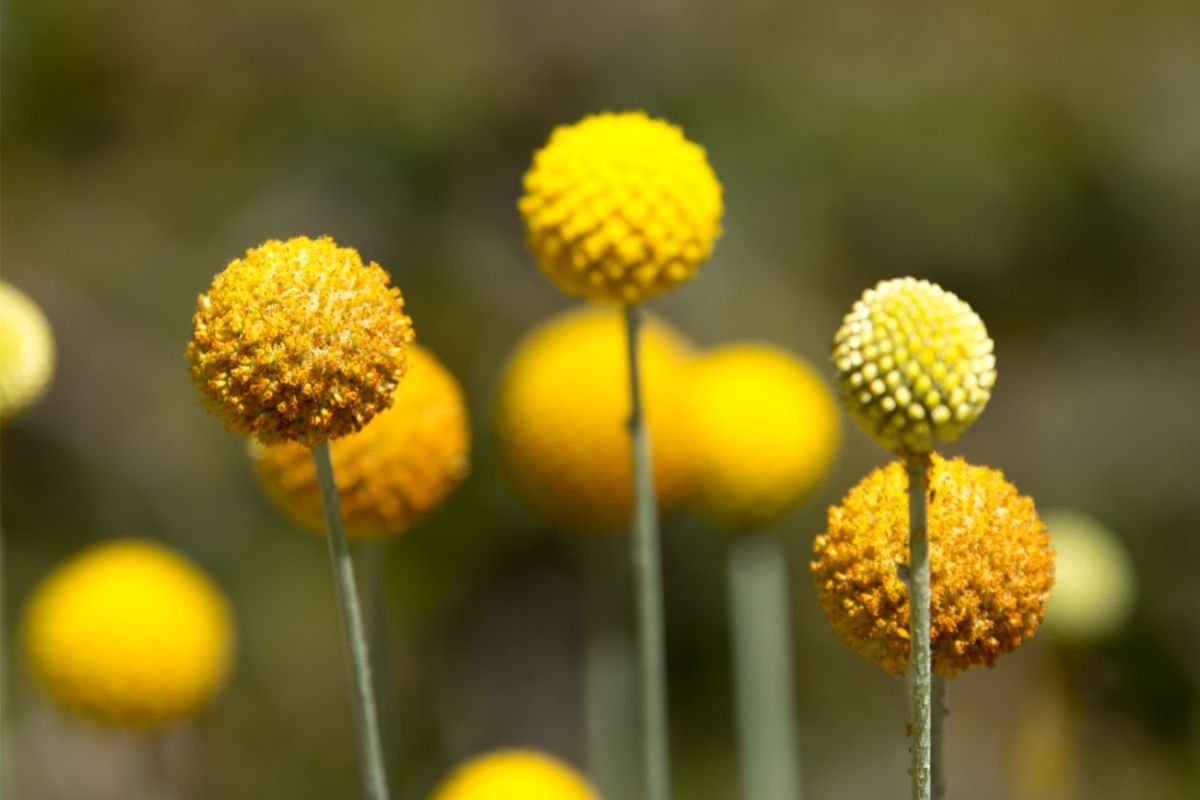 Craspedia Yellow Plants