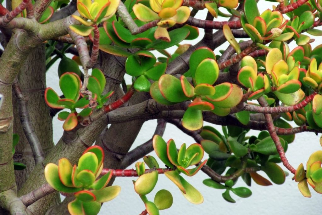 Crassula Ovata Jade Plant