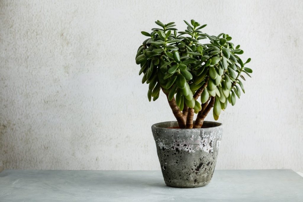 Crassula Ovata Minima Jade Plant