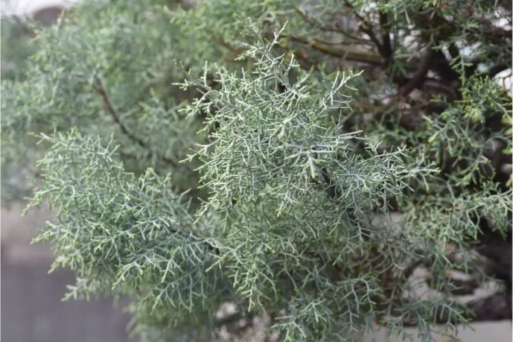 Cupressus Arizonica ‘Niwaki’ (Arizona Cypress) 