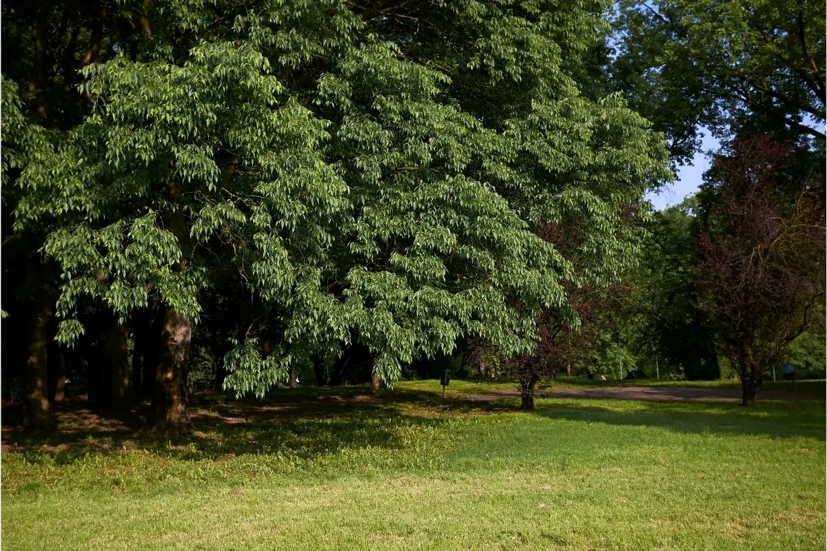 Rough Tree Fern (Cyathea Australis) 
