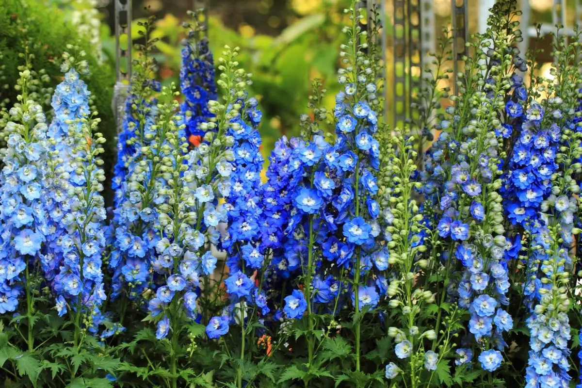 Delphinium Blue Plants