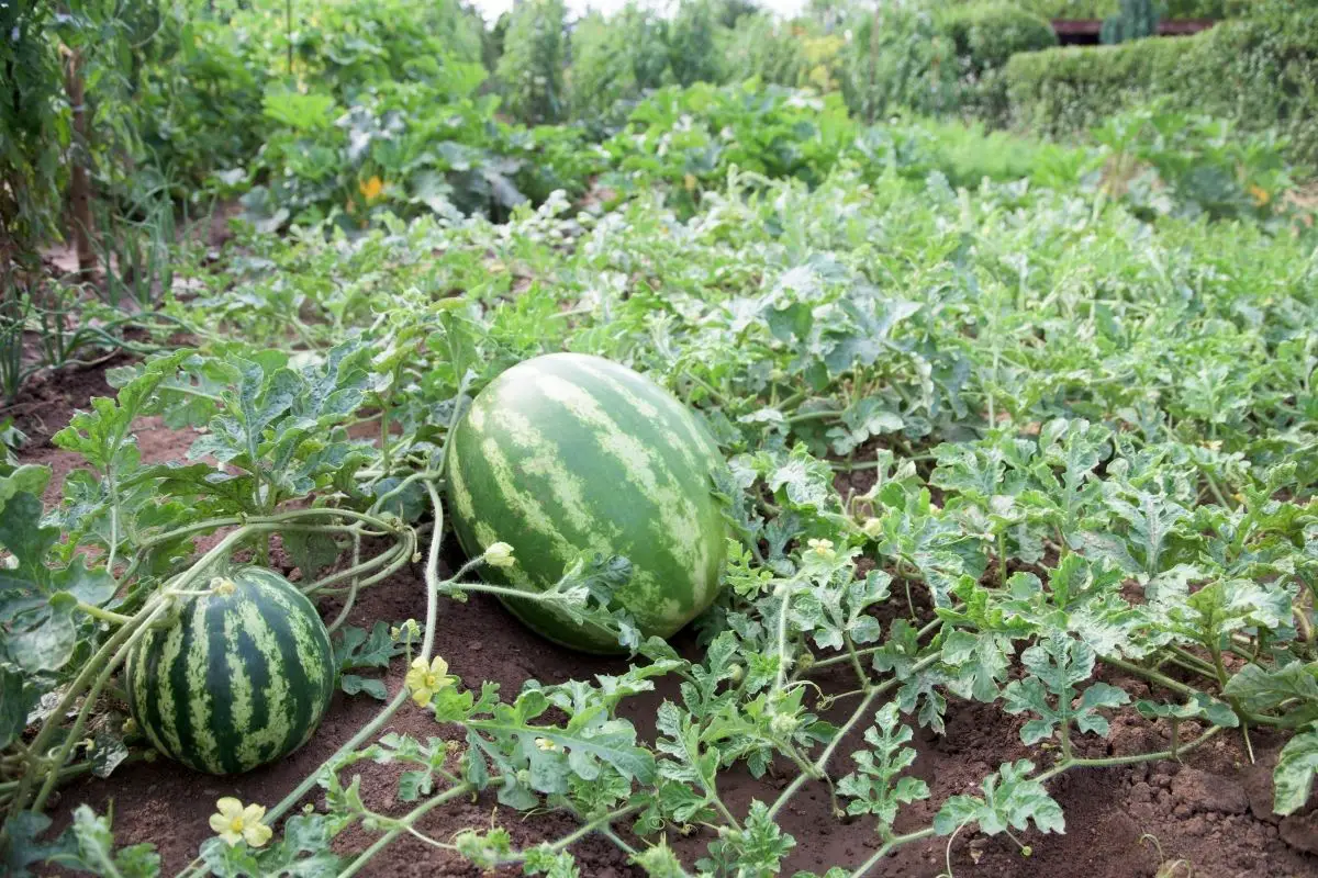 Watermelon Plant Plants That Start With W