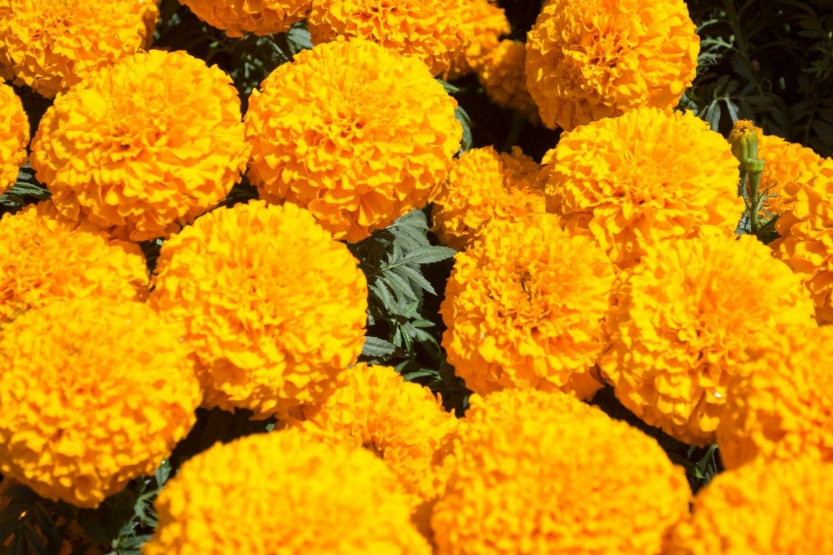 Discovery Yellow Marigold
