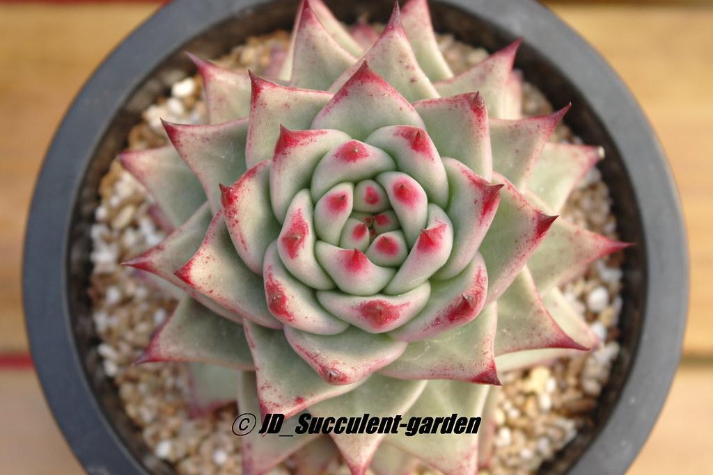 Echeveria agavoides ( Romeo). Sample of red succulents