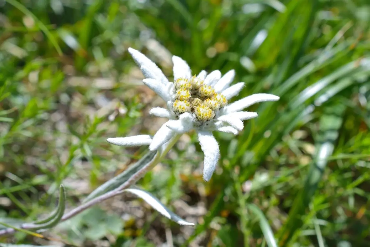 Edelweiss (Leontopodium Alphinum)