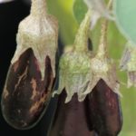 17 Different Types Of Eggplant Plants (Including Photos)