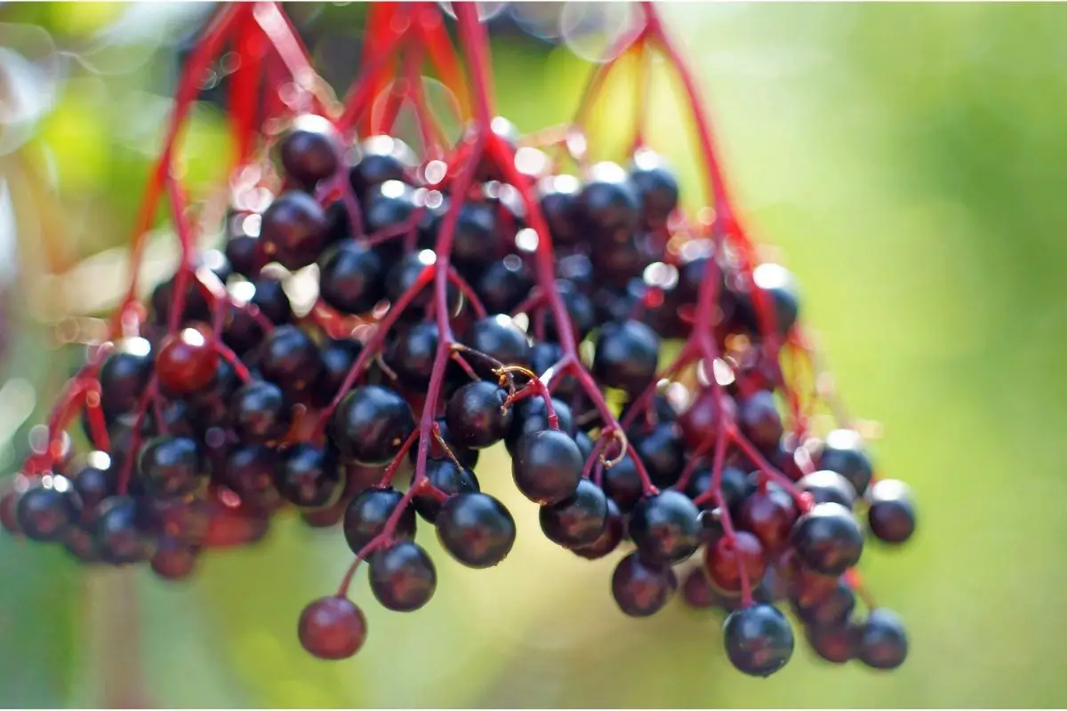 Elderberry fruits start with e