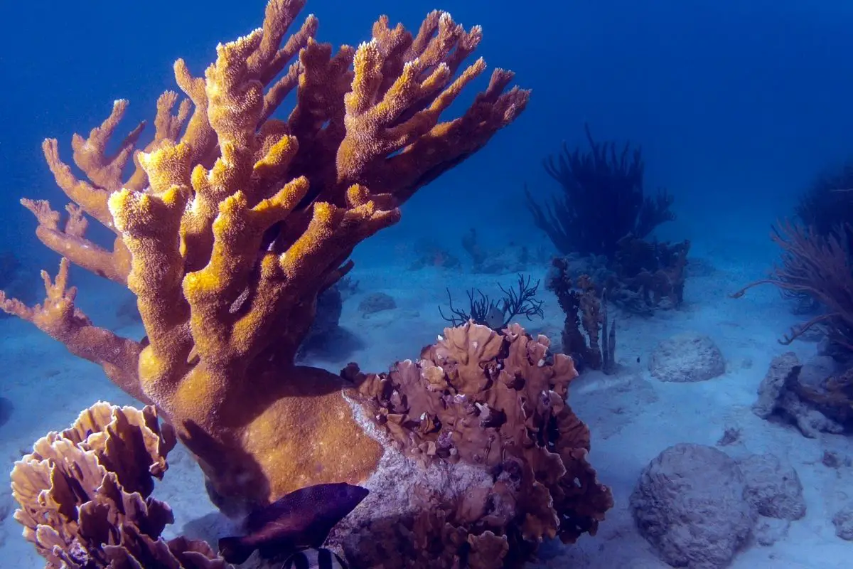 Elkhorn Coral (Acropora Palmata) 