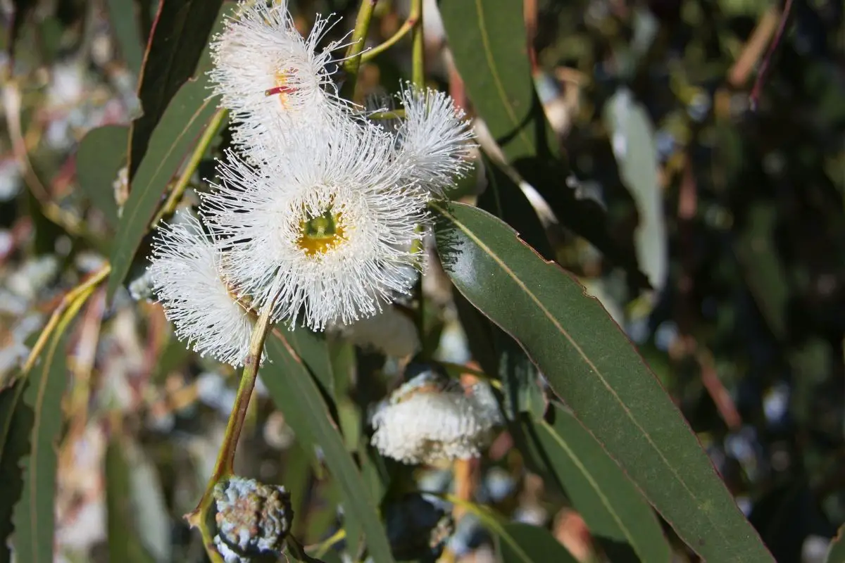Eucalyptus (Eucalyptus Globulus)