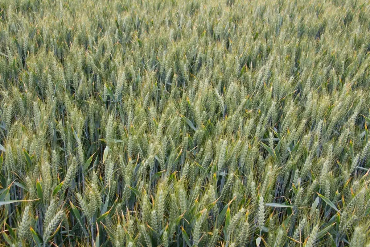 Fall Wheat