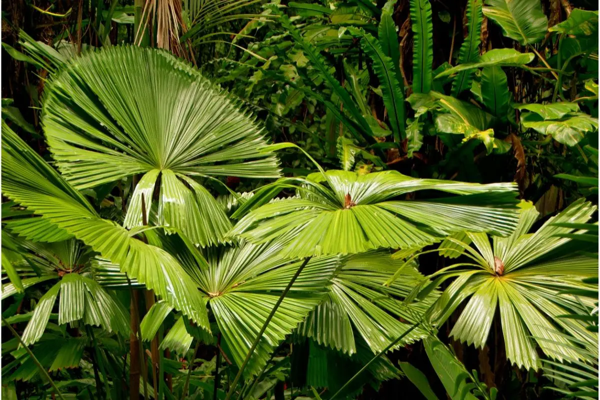 Australian Plants-Fan Palm