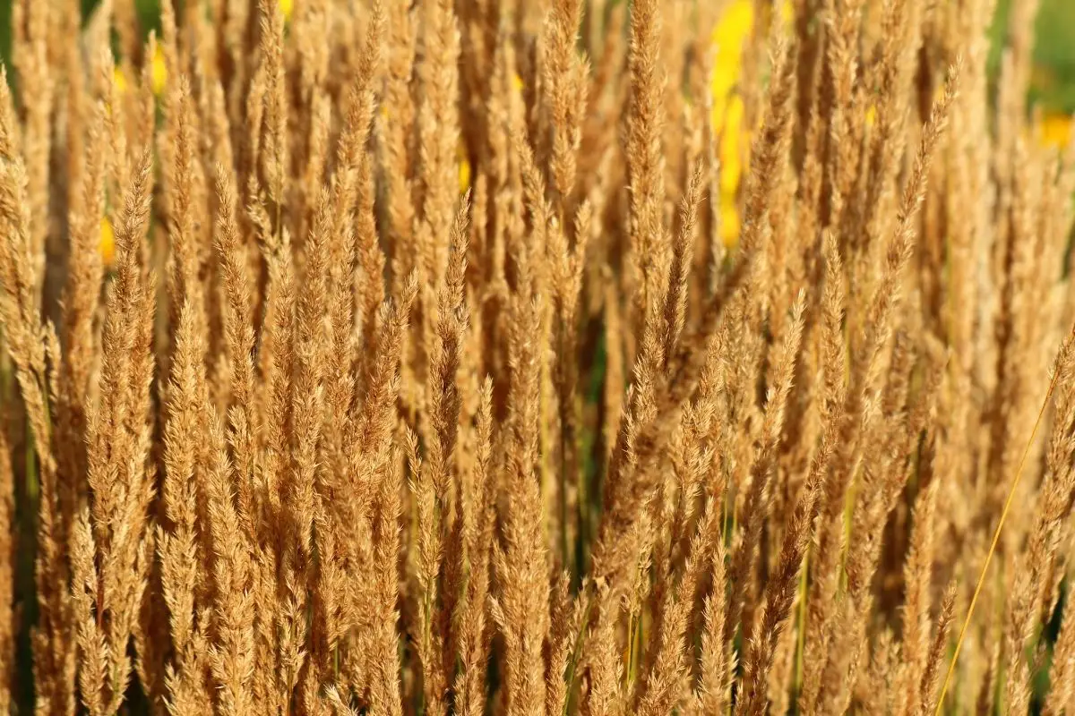 Feather Reed Grass (Calamagrostis X Acutiflora)