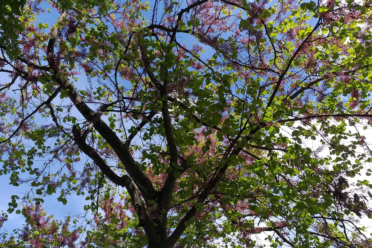 Garden Prince Almond Tree 