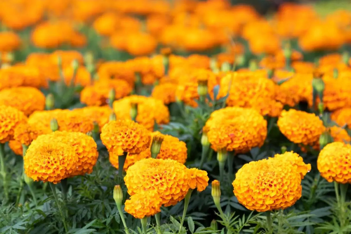 Giant Marigolds