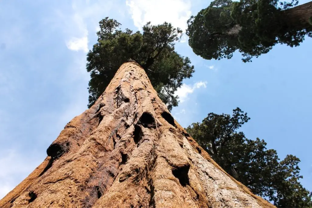 Giant Sequoia 