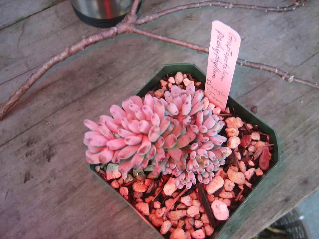 Graptopetalum pachyphyllum