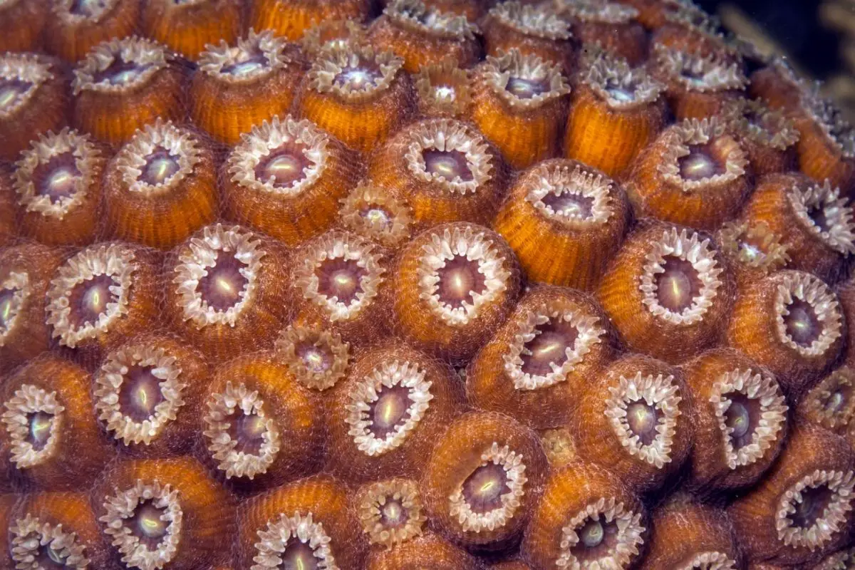 Great Star Coral (Montastraea Cavernosa) 