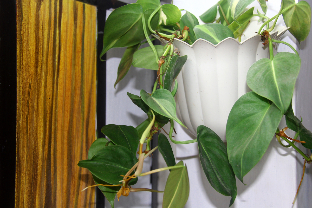 Green Ivory Plant