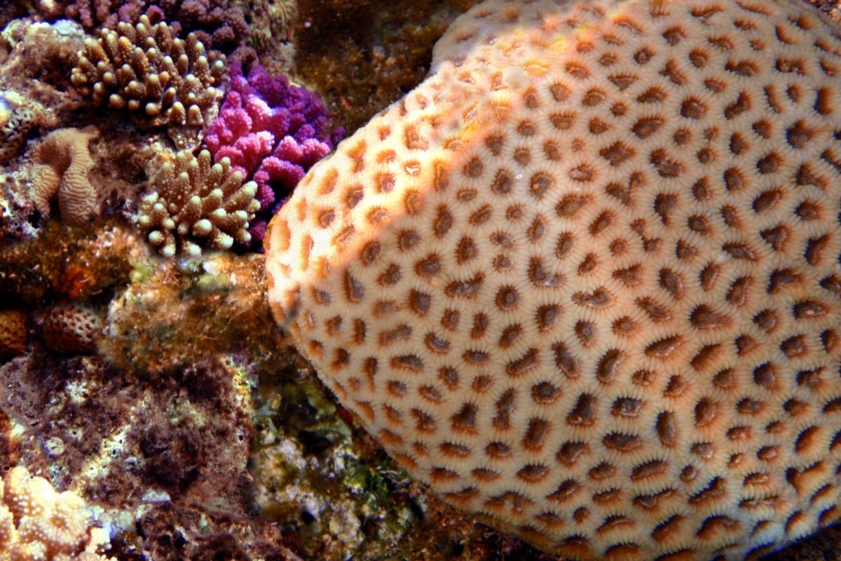 Grooved Brain Coral (Diploria Labyrinthiformis)