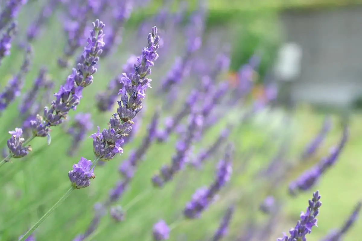 english lavender plants