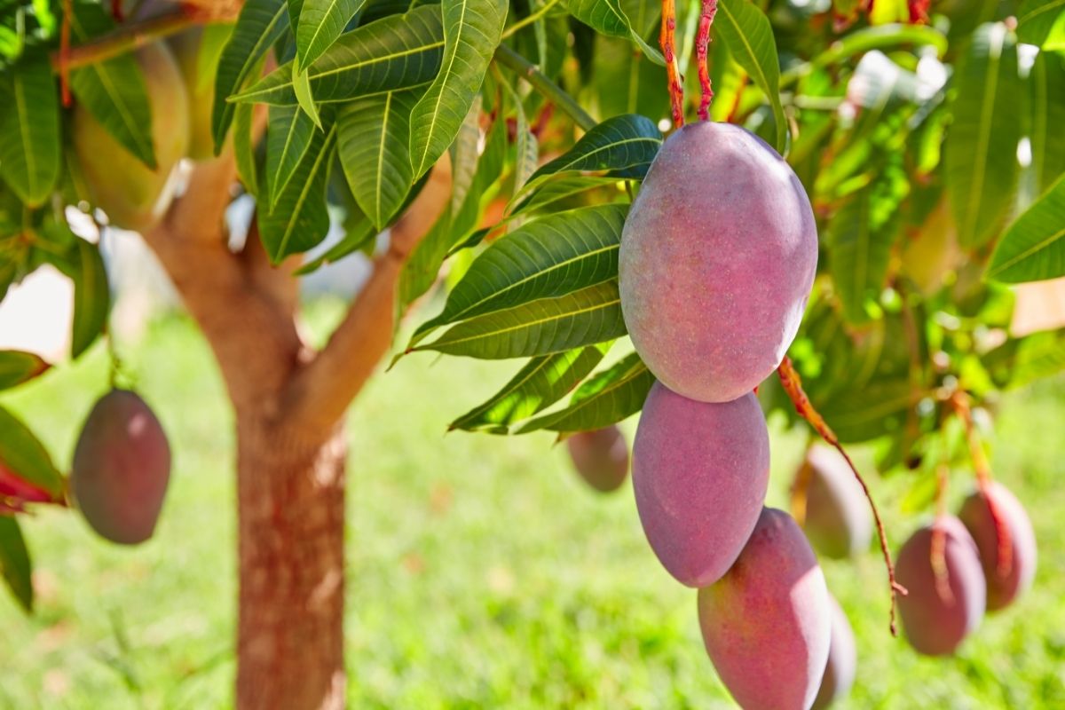 Haden Mango Tree 