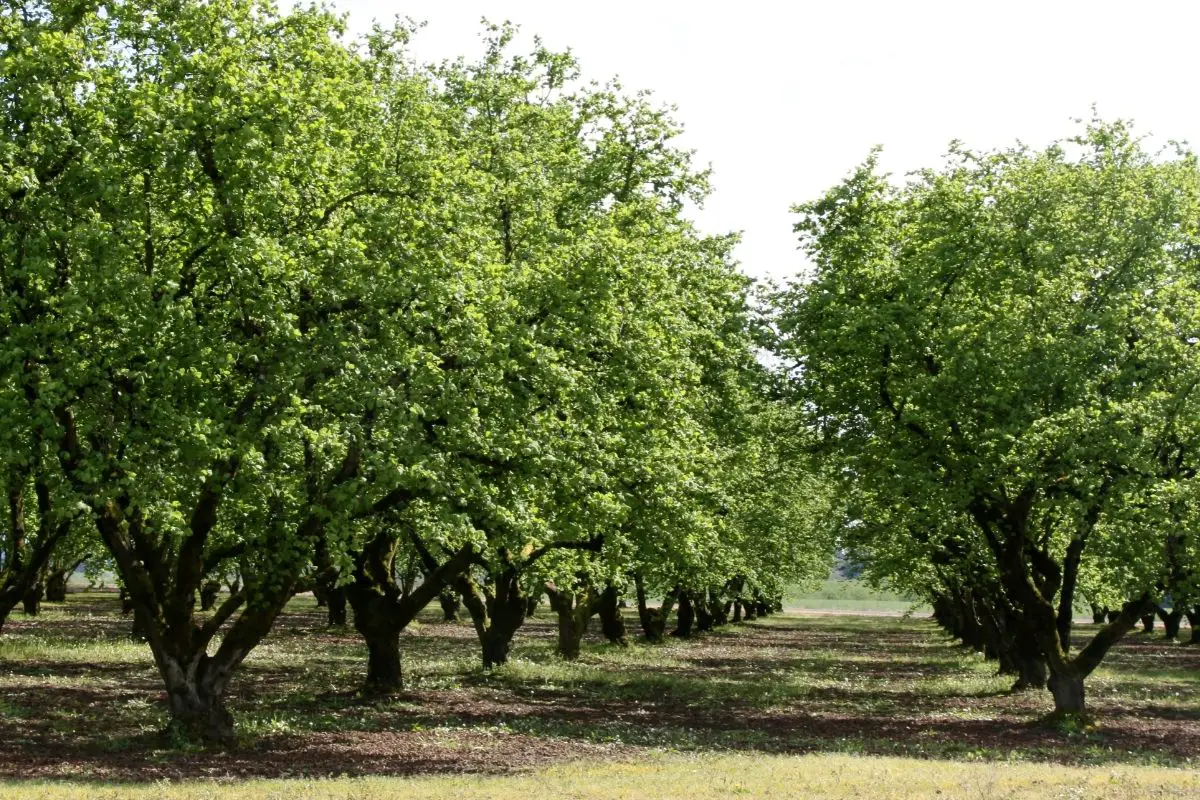 Hazelnut Tree (Corylus Genus) 