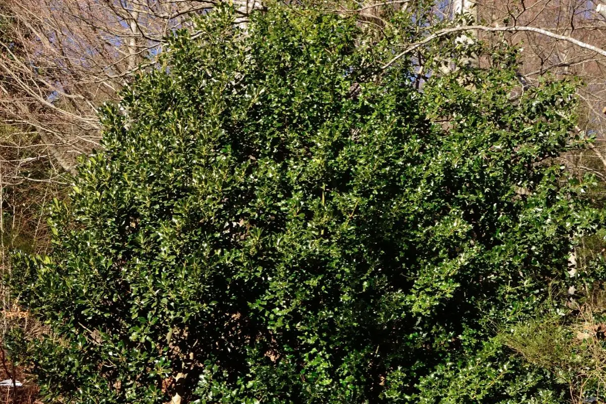Holly Tree (Ilex Genus) 