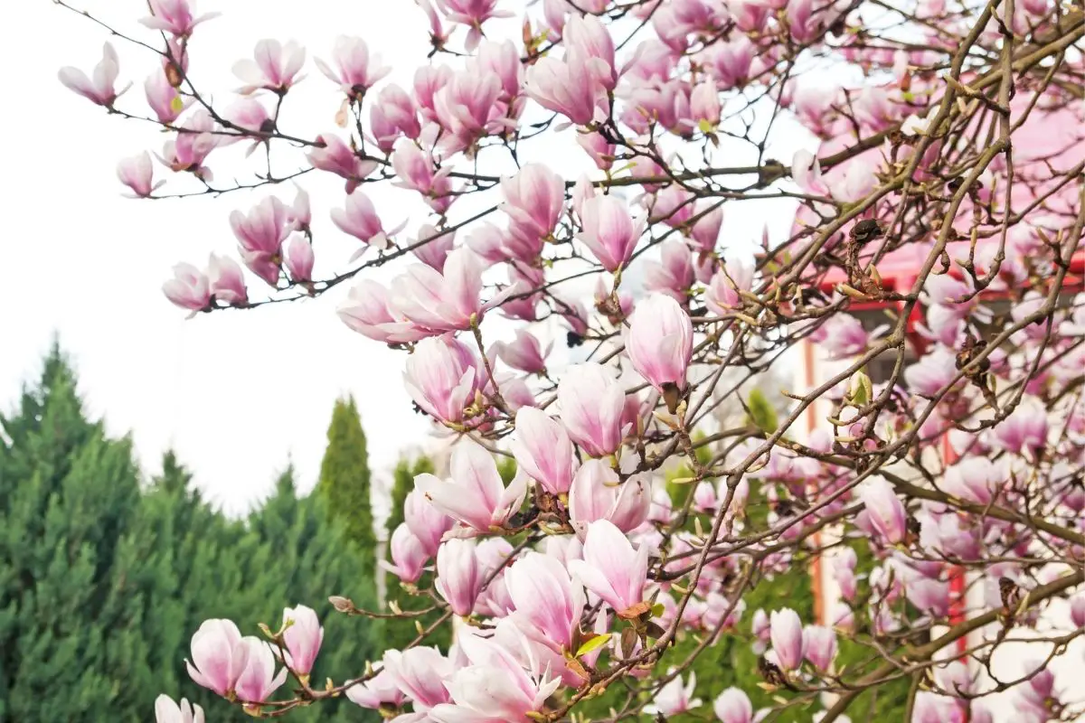 How Do You Care For Magnolia Trees 