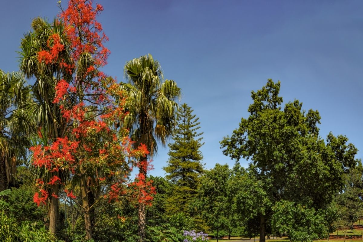 Illawarra Flame Tree (Brachychiton Acerifolius) 