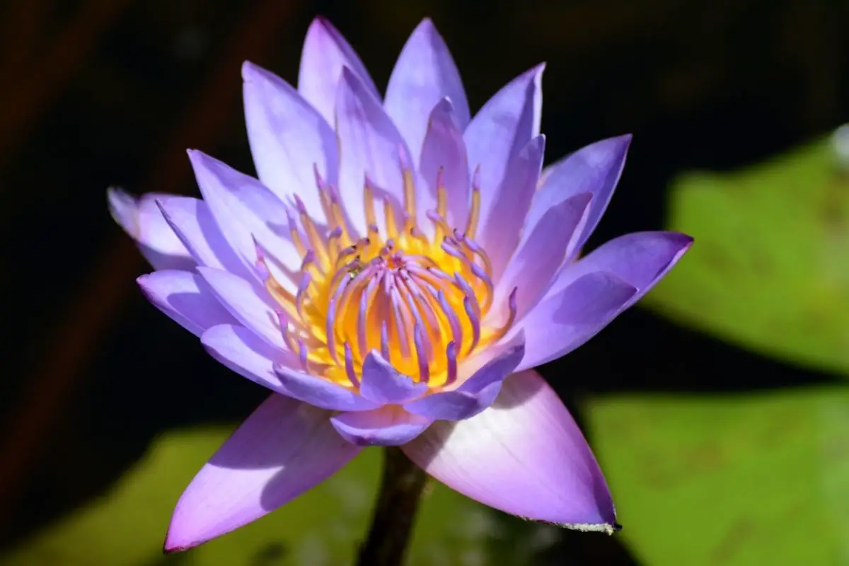 Indian Lotus (Nelumbo Nucifera) 