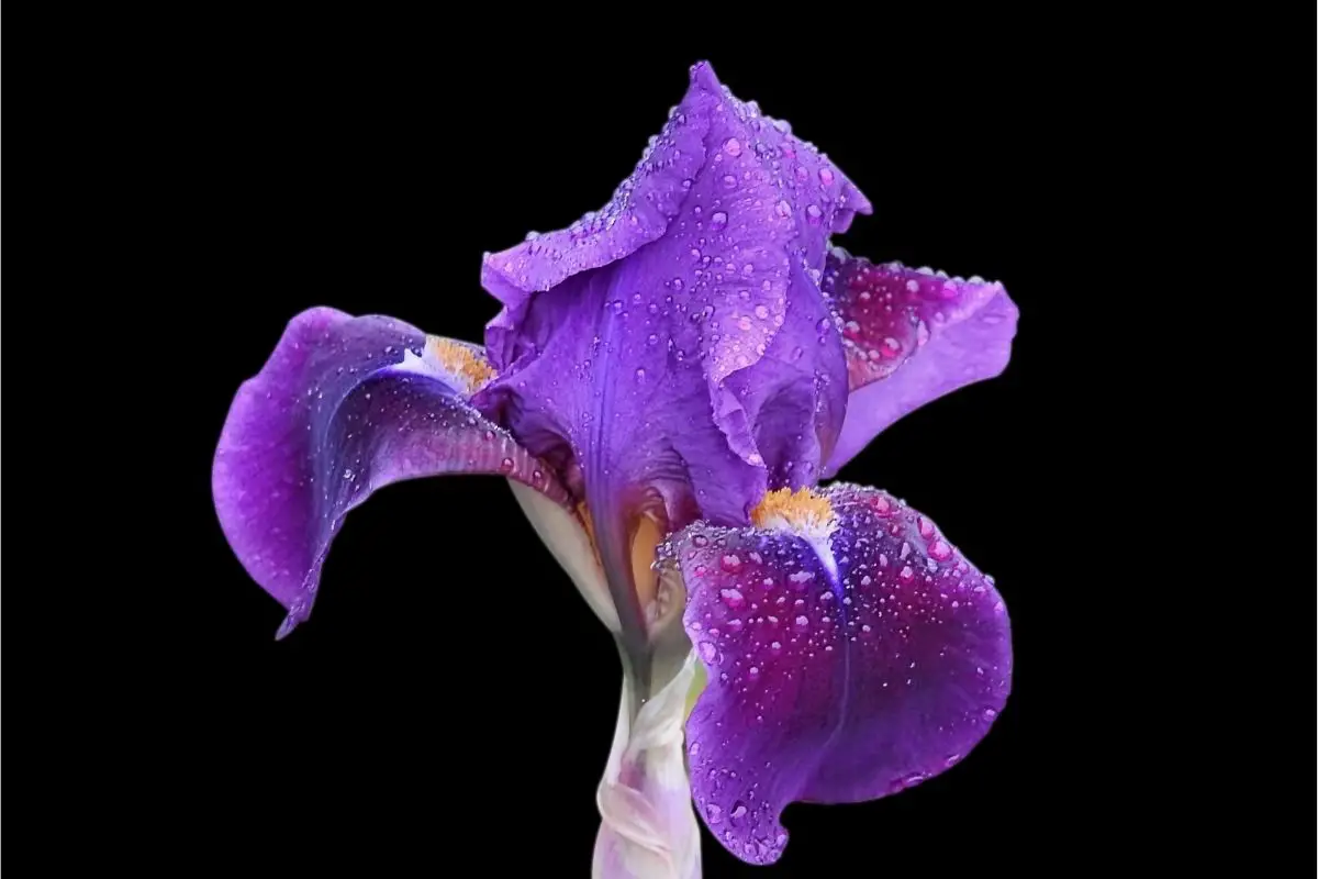 Iris (3)
