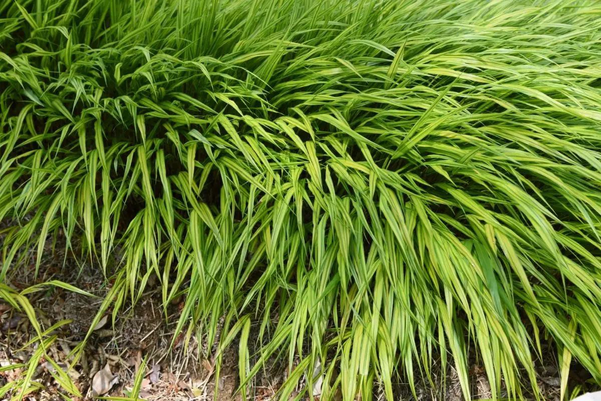 Japanese Forest Grass (Hakonechloa)