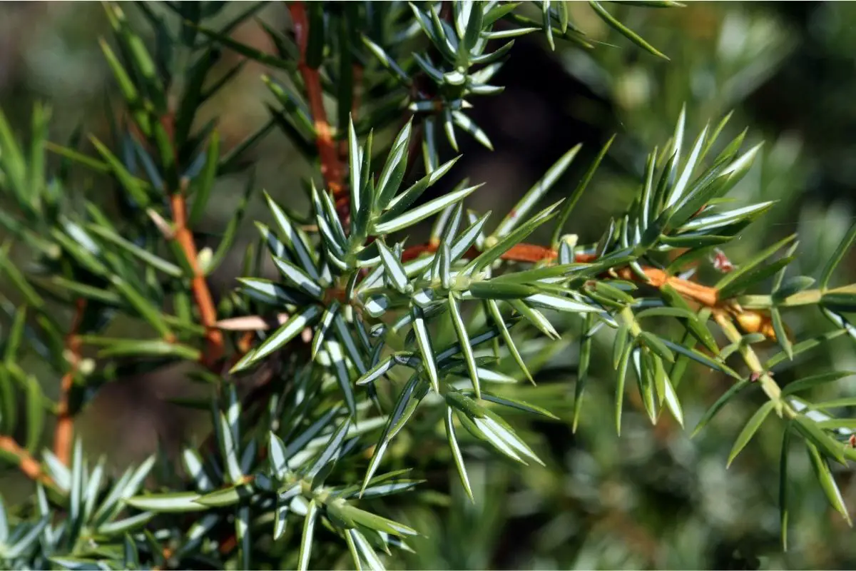 Juniper (Juniperus Communis)
