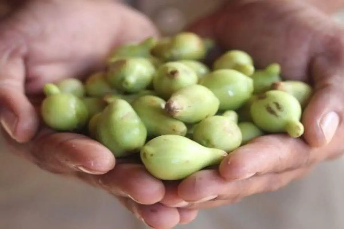 Kakadu Plum fruits that start with K