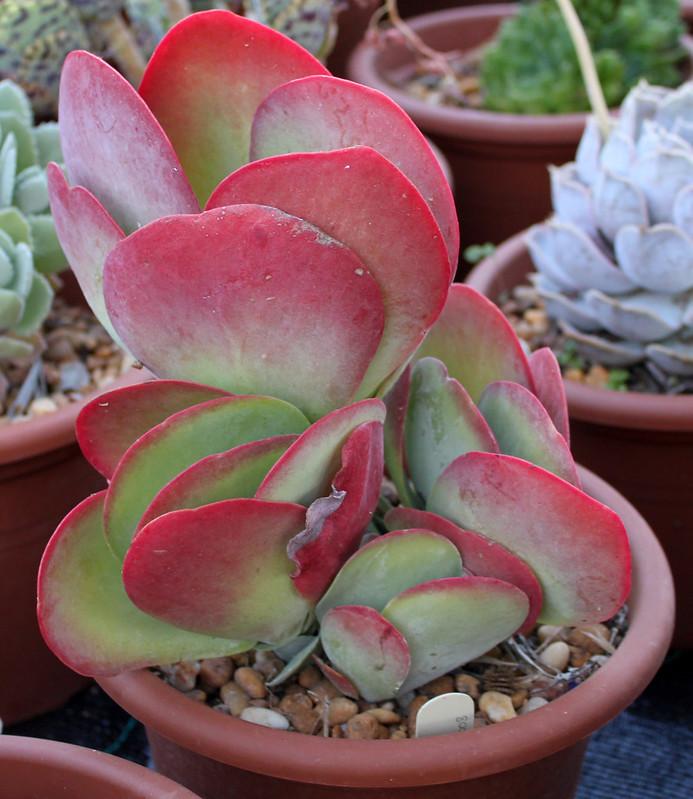 Kalanchoe luciae red succulents