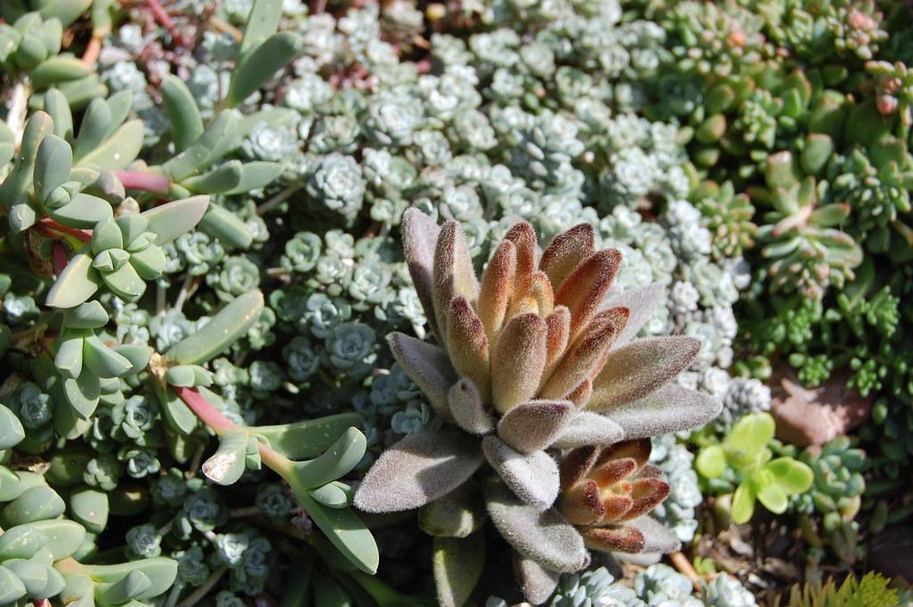 Kalanchoe tomentosa red succulents