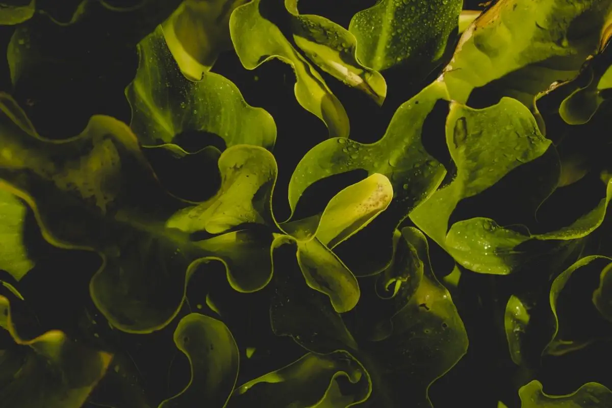 Kelp dark green plants