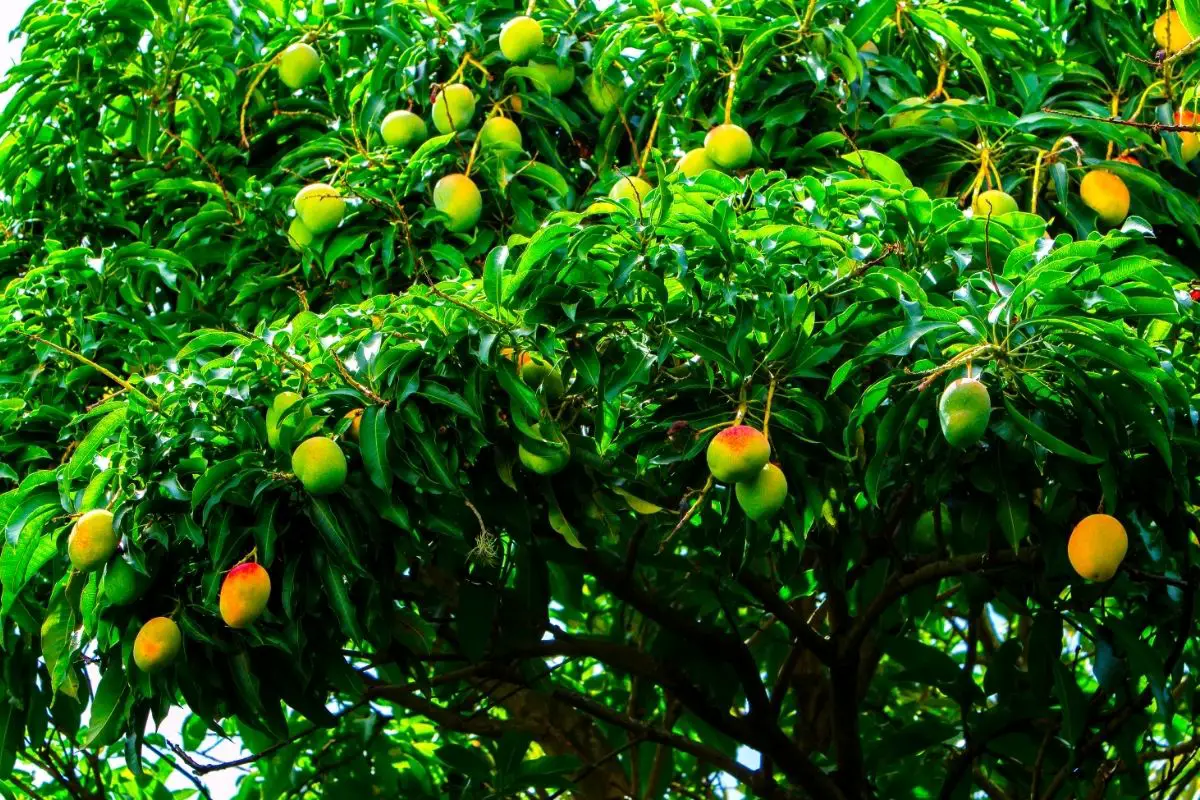 Kent Mango Tree 