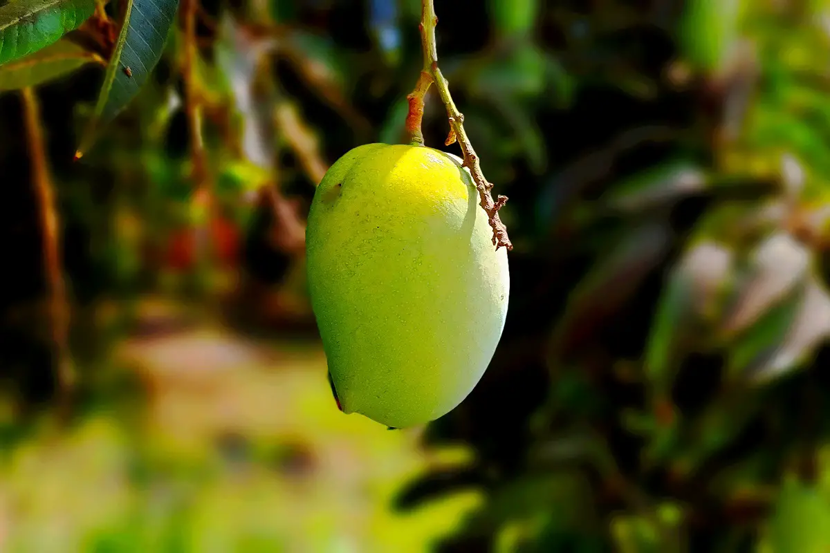 Kesar Mango Tree 