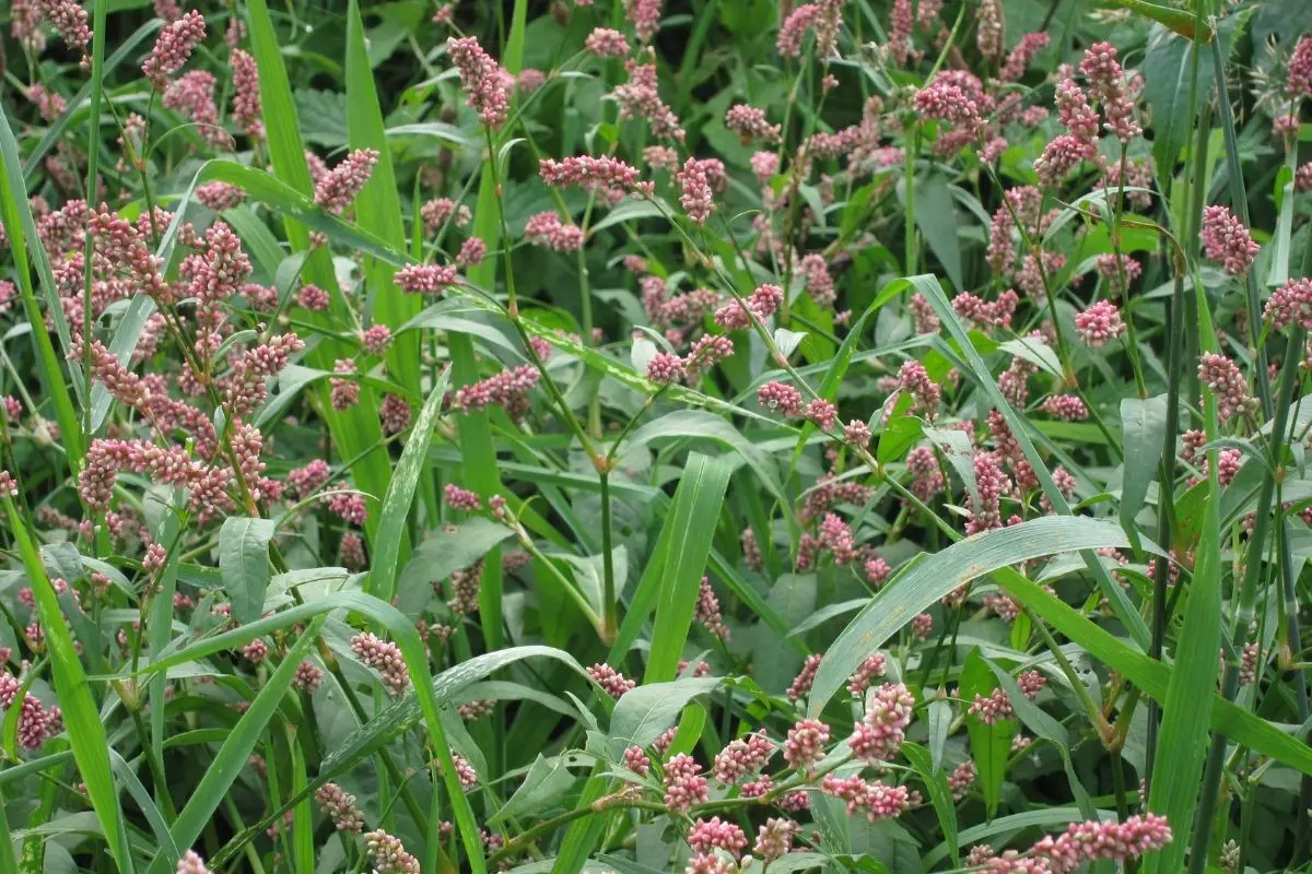Knotweed plants that start with k
