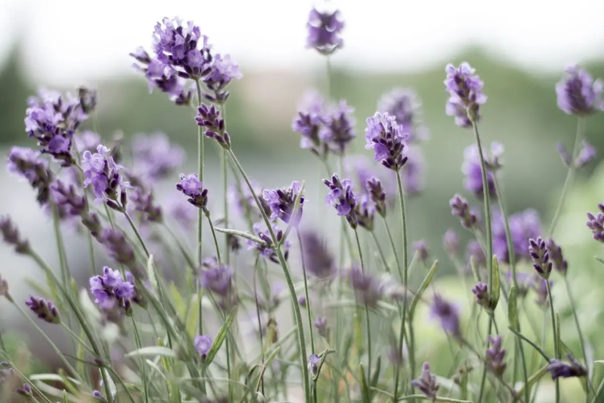 Lavender Plants That Start With l