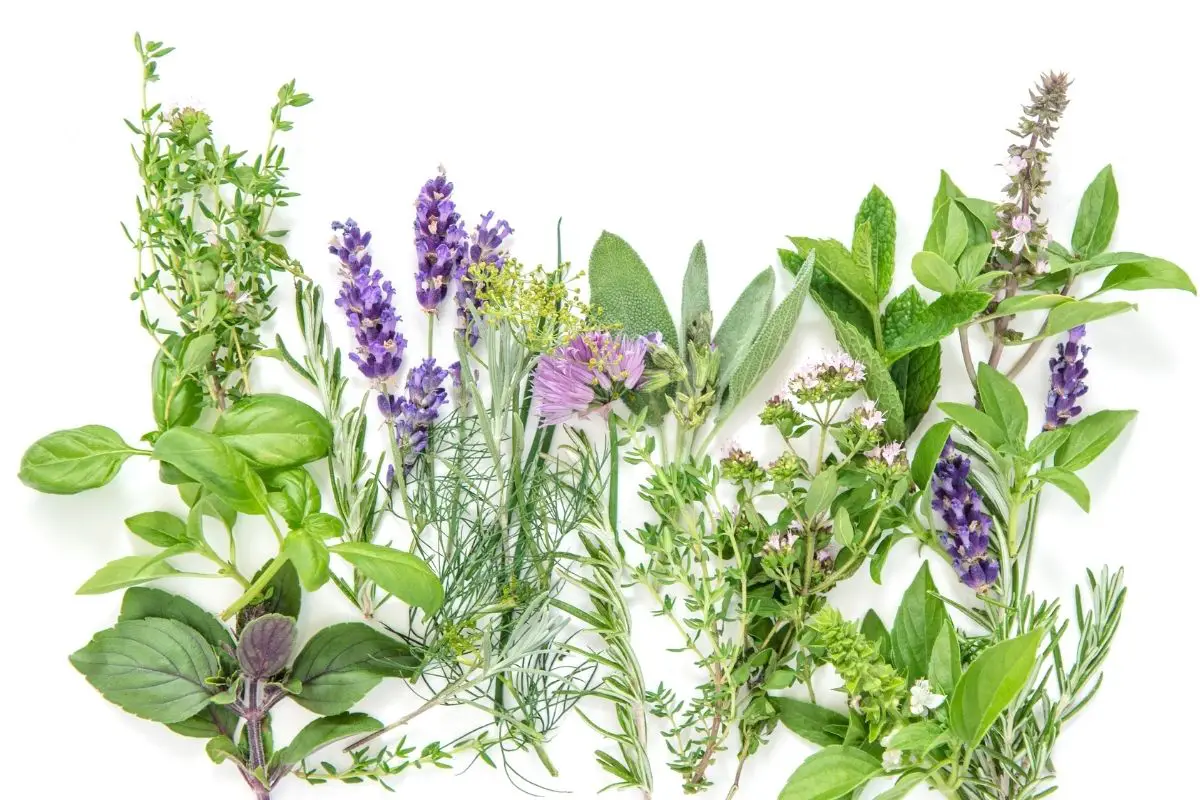 Lavender, Rosemary, Basil