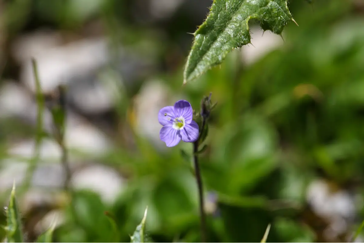 Leafless Stemmed Speedwell (Veronica Aphylla)