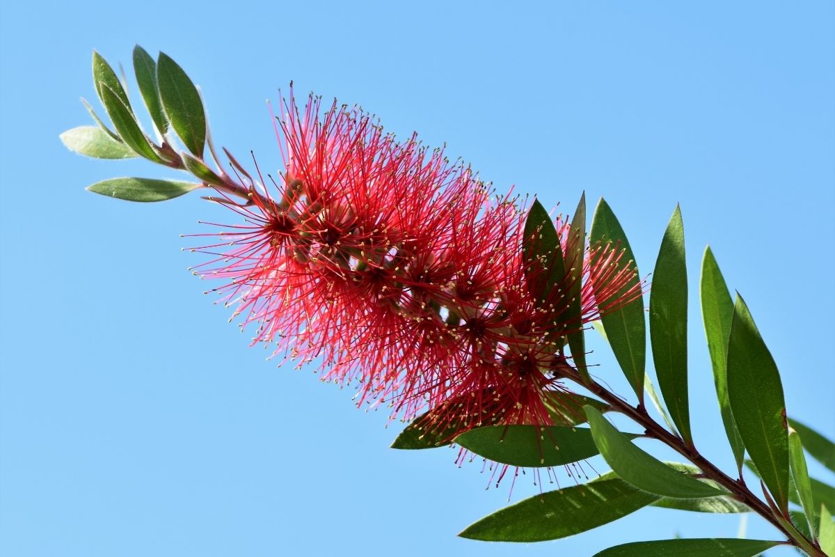 Australian Plants-Lemon Bottlebrush