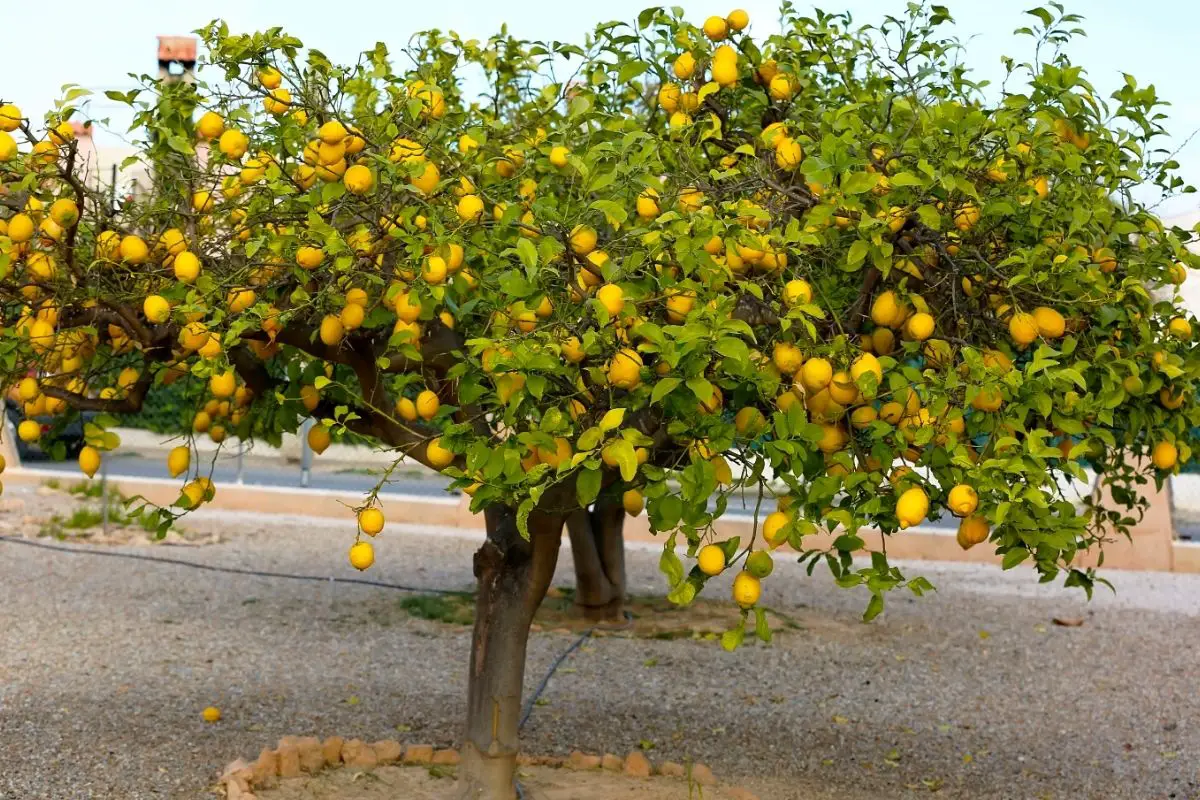Lemon Tree (Citrus Genus)