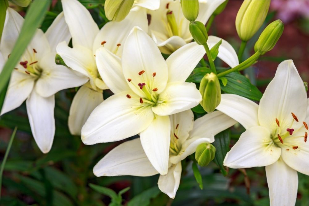 Lily Ivory Plant