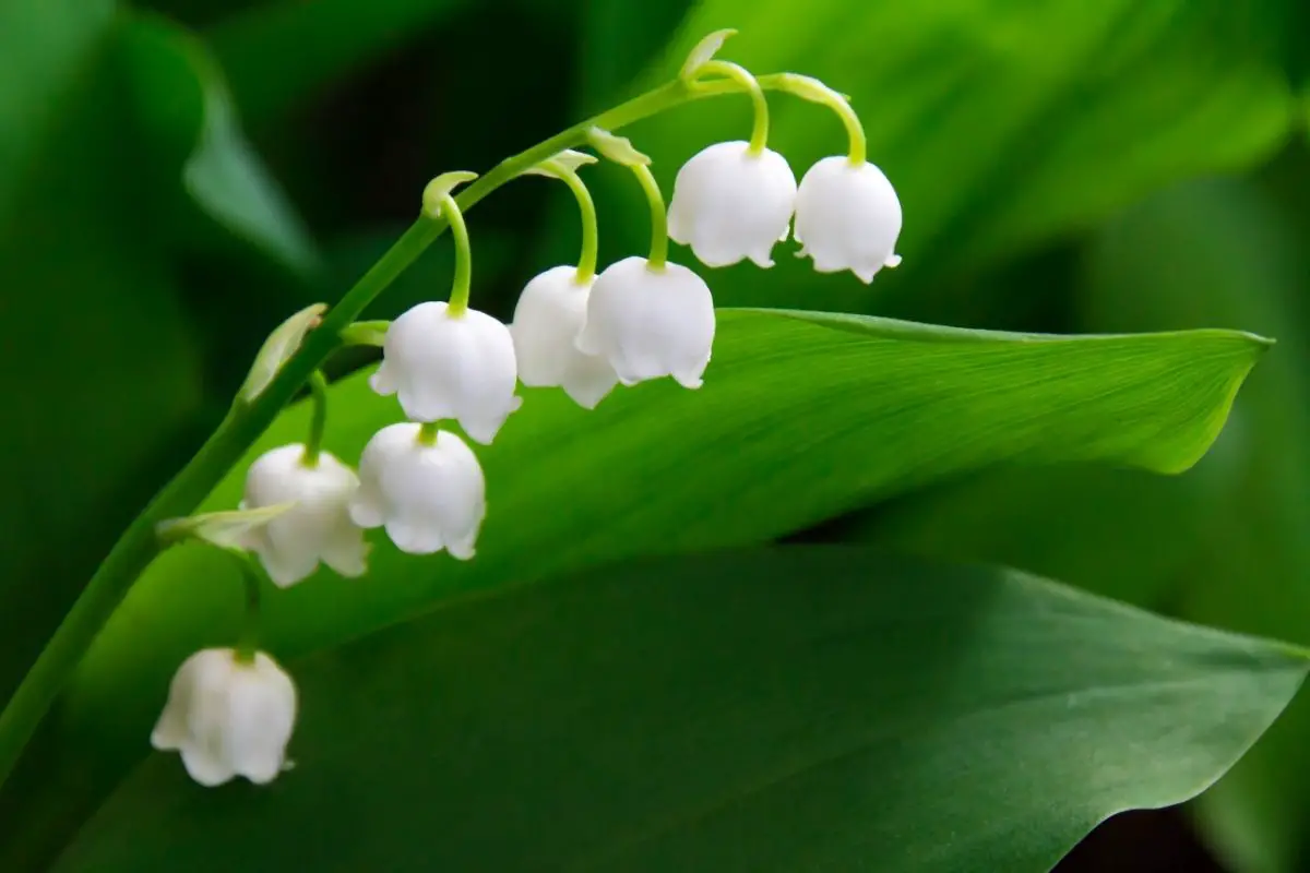 Lily of the valley (2)